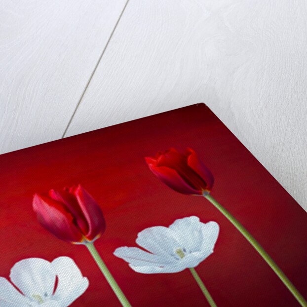 Tulip flowers in a row by Assaf Frank